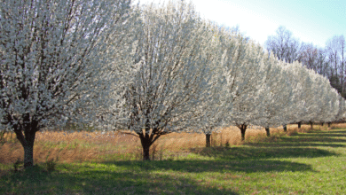 bradford pear tree