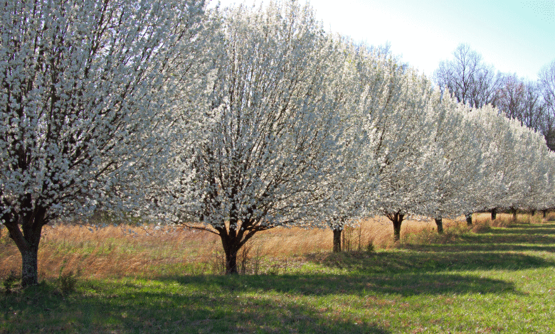 bradford pear tree