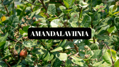 amandalaviinia